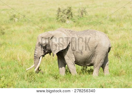 Closeup of African Elephant (scientific name: Loxodonta africana, or 