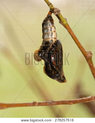 Viceroy butterfly in its chrysalis moments before eclosion, colors of wings visible through the shell