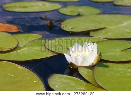 White Water Lilies Near The Old Forgotten Pond. Flowers Are Used In Folk Medicine.