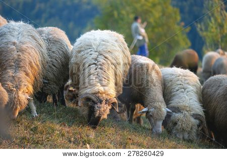 Flock Of Sheep And Shepperd In Background