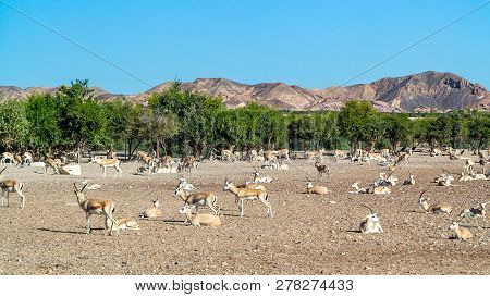 Antelope Group In A Safari Park On The Island Of Sir Bani Yas, United Arab Emirates