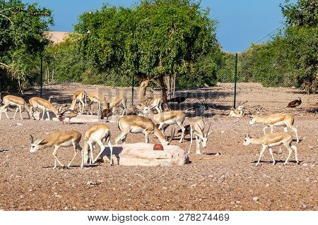 Antelope Group In A Safari Park On The Island Of Sir Bani Yas, United Arab Emirates