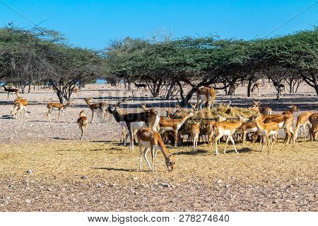 Antelope Group In A Safari Park On The Island Of Sir Baki Yas, United Arab Emirates