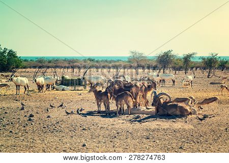 Group Of Antelopes And Mountain Sheep In A Safari Park On The Island Of Sir Bani Yas, United Arab Em