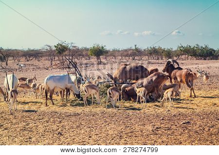 Group Of Antelopes And Mountain Sheep In A Safari Park On The Island Of Sir Bani Yas, United Arab Em