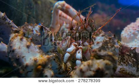 Close Up Shot Of Head Of Giant Japanese Spider Crab. Macrocheira Kaempferi