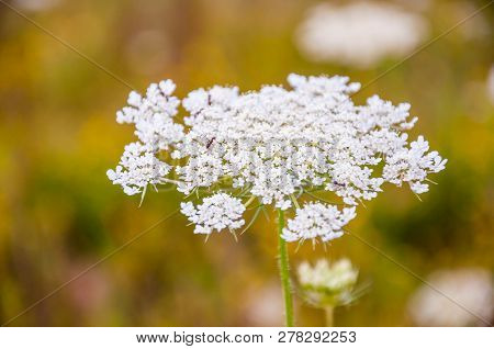 Macro View Of White Wild Blooming Pimpinella Saxifraga Or Burnet-saxifrage Flower