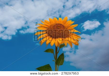 Sunflower Summer Flower Close-up, Against A Background Of Clouds. Agroculture, Harvest.