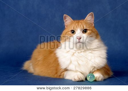 신비한 고양이