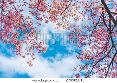 Pink Blossoms On The Branch During Spring Blooming At Doi Ang Khang. Branch With Pink Sakura Blossom