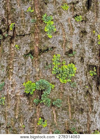 Green Lichen On The Bark Of A Tree