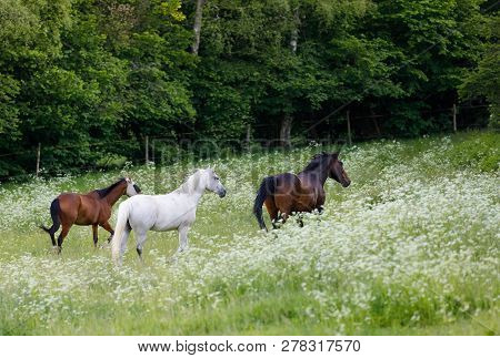 Horses Free Running In Spring Pasture Meadow On Farm, Countryside Rural Scene