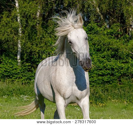 Beautiful White Horse Running In Spring Pasture Meadow On Farm, Countryside Rural Scene