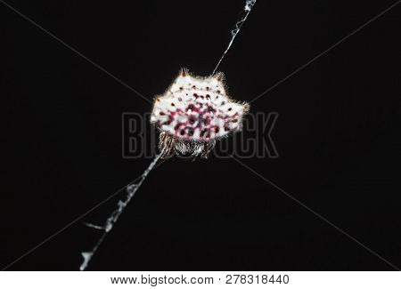 Macro Photography Of Orb-weaver Spider Or Gasteracantha Cancriformis Are On The Web Isolated On Blac