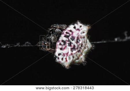 Macro Photography Of Orb-weaver Spider Or Gasteracantha Cancriformis Are On The Web Isolated On Blac