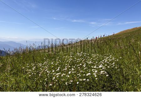 South Tyrol, Italy On September 12. Closeup View Of The Meadows, Flowers Beside A Trail On September