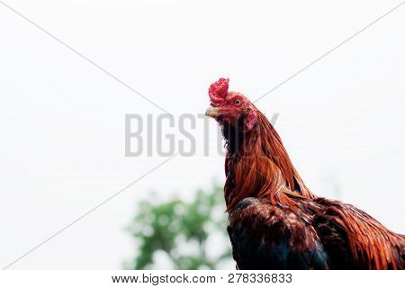 Chicken In Farm With The White Sky.