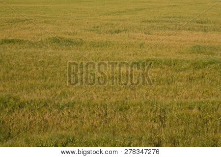 Field Of Hard Wheat In Summer In Good Weather Design Background.