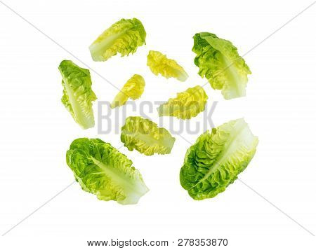 Mini Cos Lettuce Salad Leaves Isolated On White. Green Leafy Veggie.