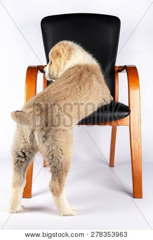 Alabai Puppy And A Chair