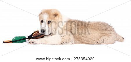 Alabai Puppy Playing