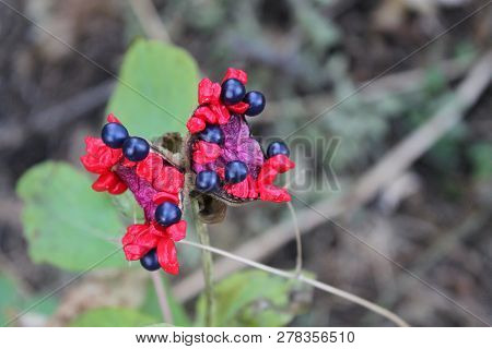 red flowers with blue-black berries on a background of green grass close-up