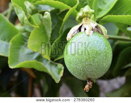 Green Passion Fruit Hanging On The Tree In The Garden.passiflora Edulis Also Known As Maracuya Or Pa