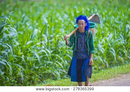 Ha Giang , Vietnam - Sep 15 : Vietnamese Farmer In A Countrside Near Ha Giang Vietnam On September 1