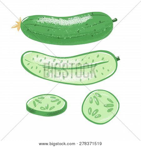Cucumber Set - Whole, Half And Sliced, Top And Side View, Textured Vector Illustration Isolated On W