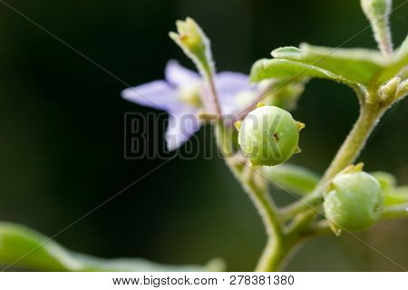 Solanum Indicum On The Tree In Organic Farm And Morning Sunlight.