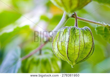 Closeup Cape Gooseberry On The Tree In Organic Farms And Morning Sunlight.