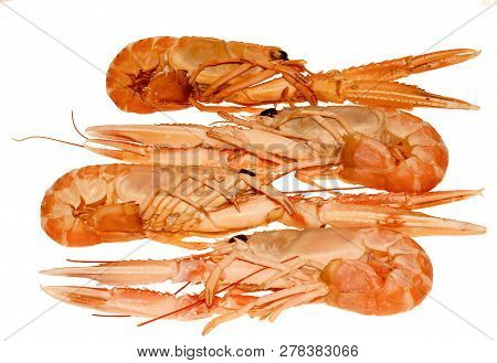 Langoustine , Nephrops Norvegicus, Dublin Bay Prawn Or Norway Lobster Isolated On A White Background
