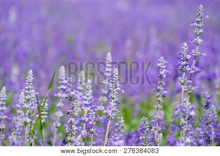 Beautiful Blooming Purple Salvia (blue Sage) Flower Field In Outdoor Garden.blue Salvia Is Herbal Pl