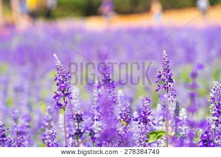 Beautiful Blooming Purple Salvia (blue Sage) Flower Field In Outdoor Garden.blue Salvia Is Herbal Pl