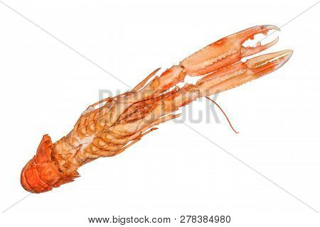 Langoustine , Nephrops Norvegicus, Dublin Bay Prawn Or Norway Lobster Isolated On A White Background