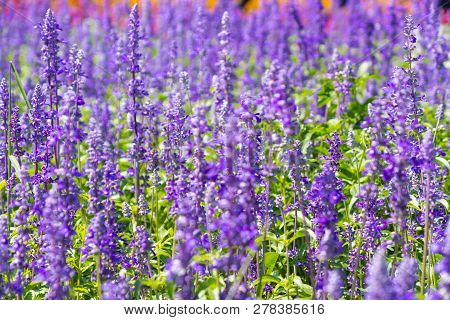 Beautiful Blooming Purple Salvia (blue Sage) Flower Field In Outdoor Garden.blue Salvia Is Herbal Pl