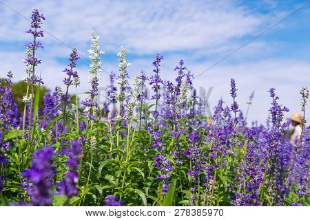 Beautiful Blooming Purple Salvia (blue Sage) Flower Field In Outdoor Garden.blue Salvia Is Herbal Pl