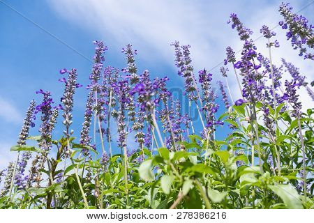 Beautiful Blooming Purple Salvia (blue Sage) Flower Field In Outdoor Garden.blue Salvia Is Herbal Pl