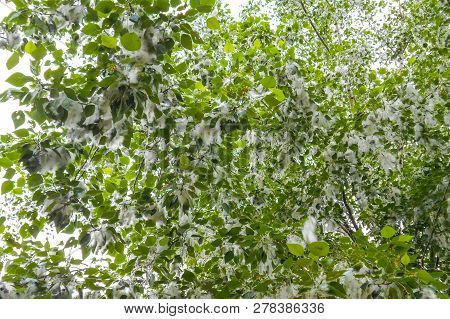 Poplar Fluff. Summer Starts With Poplar Fluff. Mysterious Poplar Fluff