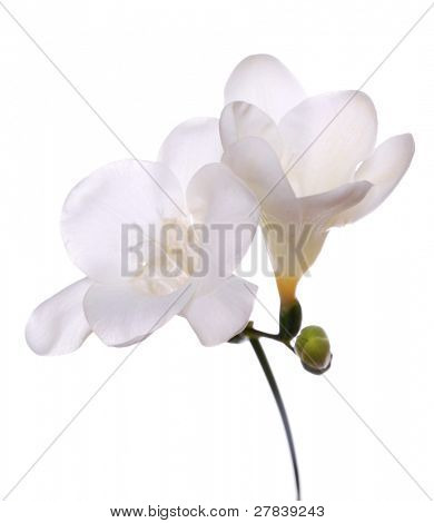 Witte orchidee
