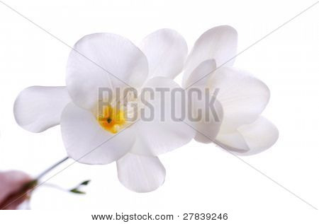 Witte orchidee