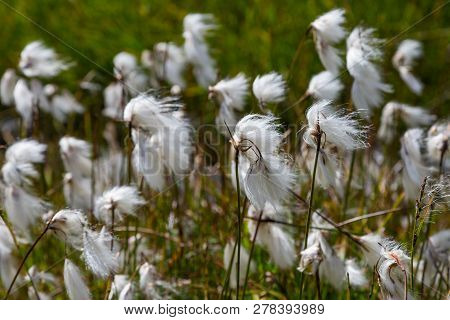 Natural White Bloom Of Natural Cotton Grass (eriophorum) In Green Meadow