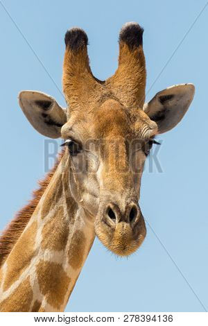 Front View Portrait Of Natural Giraffe Head In Blue Sky