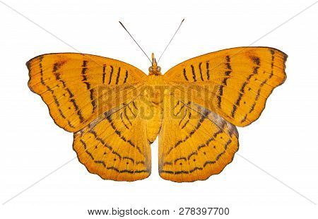 Isolated Tabby Butterfly (pseudergolis Wedah) In Dorsal View On White Background