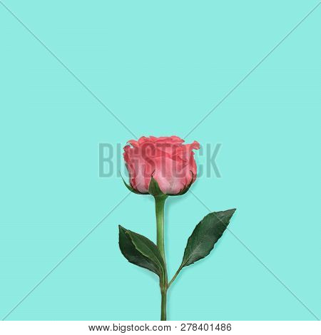 Single Beautiful Red Rose On Blue Turquoise Background. Fashionable. Minimalism. View From Above.