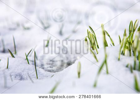 White Snowdrop Flowers Under The Snow. Nature Background.