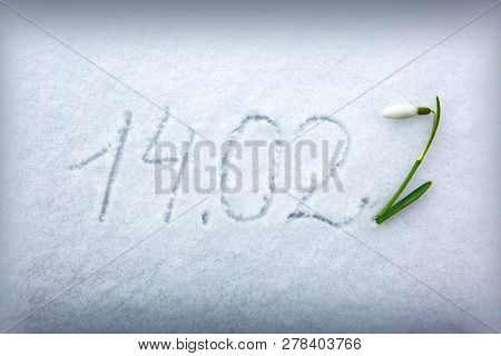 Valentines Day 14.02 Written At The White Snow Background And Snowdrop Flower.
