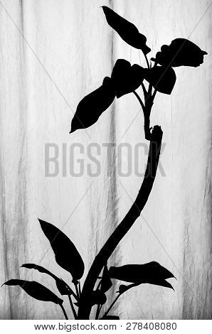 Black And White Silhouette Of Dieffenbachia Plant With Curved Stem And Growing Lower And Upper Leave