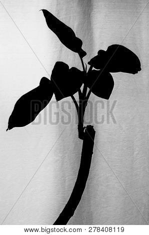 Black And White Silhouette Of Dieffenbachia Plant With Curved Stem Standing Near The Vertical Wavy W