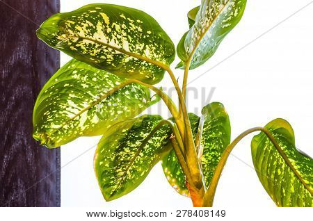 Vibrant Green Leaves With White Spots Of Dieffenbachia Plant Growing On Black And White Background. 